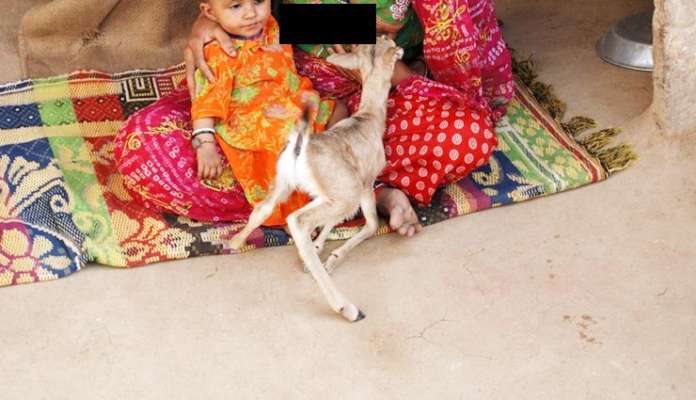 bishnoi woman breast feeding a fawn Cock nailed to board