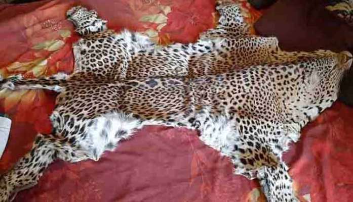 Leopard Skin Racket Crime Branch Stf Nabs 4 More Accused