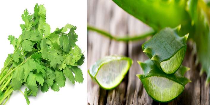Try These Combinations of Coriander and See The Magic! - News Crab | DailyHunt