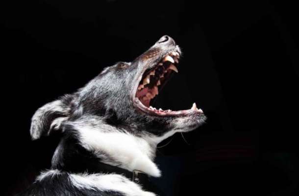 Why Dogs Cry At Night You Will Shocked To Hear The Reason Tezz Buzz English Dailyhunt